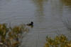 duck.jpg