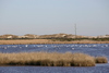 ducks_and_swas_Boddie_Island1.jpg