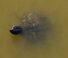 turtle.jpg