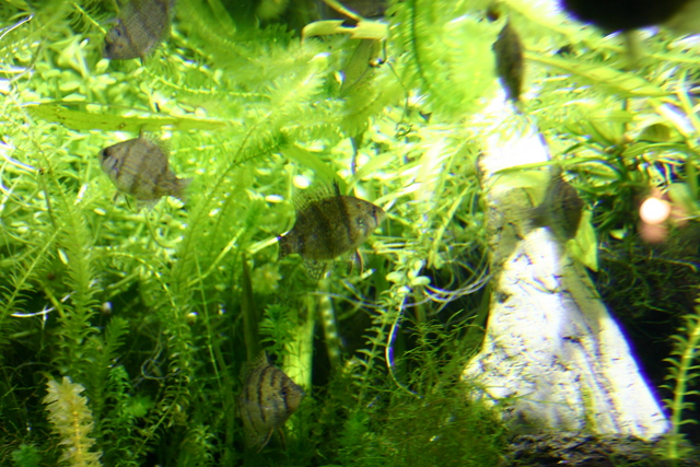 ../pictures/Manteo_aquarium1.jpg