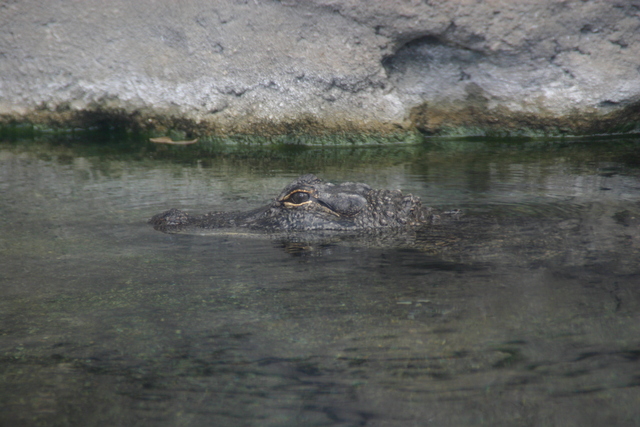 ../pictures/Manteo_aquarium10.jpg