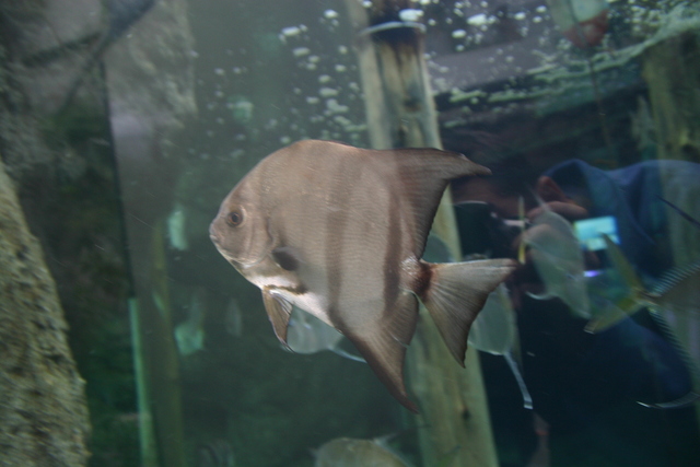 ../pictures/Manteo_aquarium12.jpg