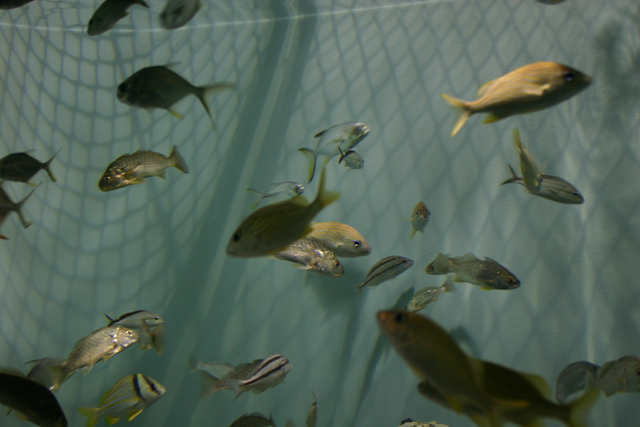 ../pictures/Manteo_aquarium17.jpg