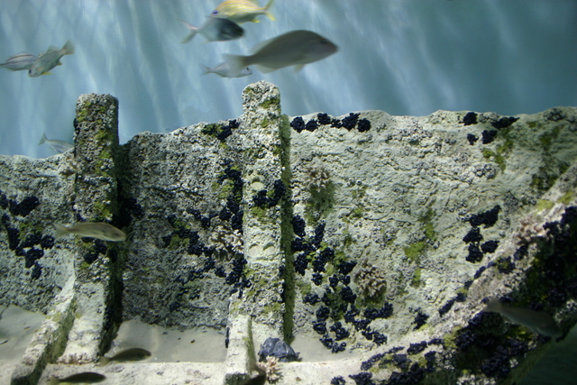 ../pictures/Manteo_aquarium18.jpg