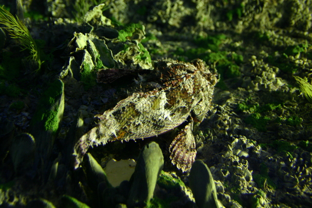 ../pictures/Manteo_aquarium19.jpg