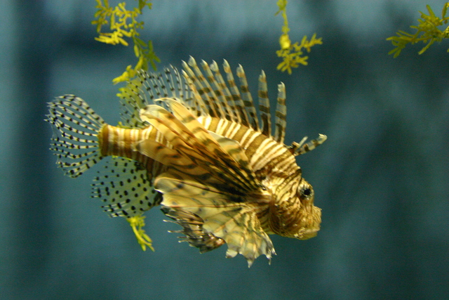 ../pictures/Manteo_aquarium22.jpg