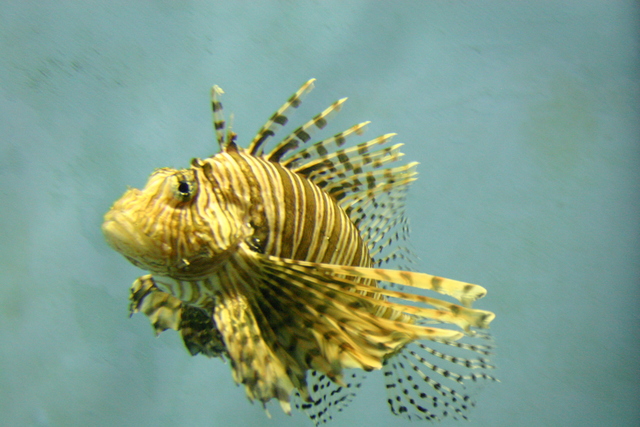 ../pictures/Manteo_aquarium23.jpg