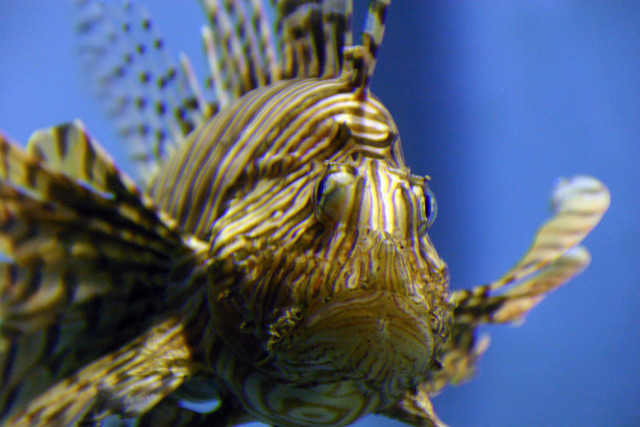 ../pictures/Manteo_aquarium24.jpg