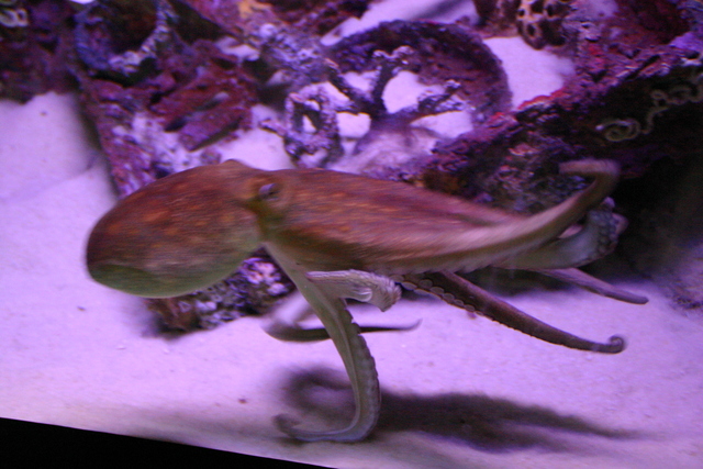 ../pictures/Manteo_aquarium26.jpg