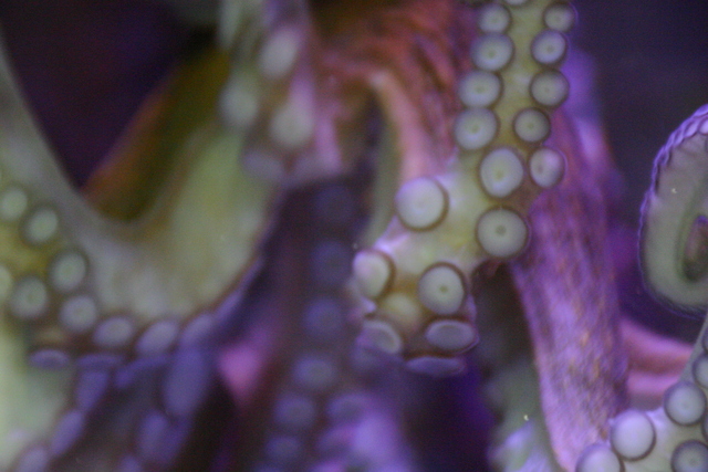 ../pictures/Manteo_aquarium29.jpg