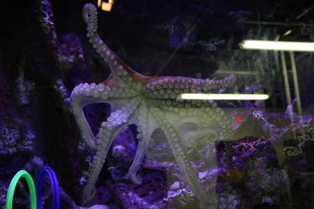 ../pictures/Manteo_aquarium31.jpg
