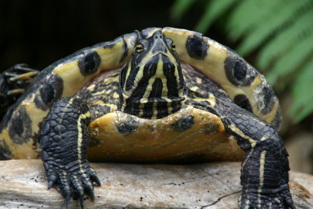 ../pictures/Manteo_aquarium6.jpg