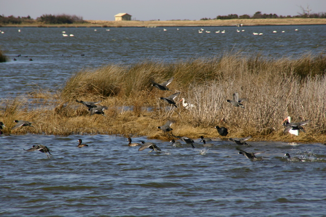 ../pictures/Pea_Island_natural_preserve2.jpg