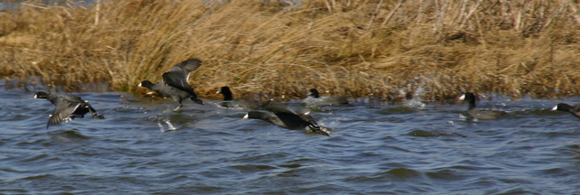 ../pictures/Pea_Island_natural_preserve5.jpg
