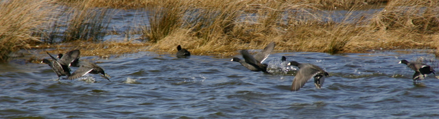 ../pictures/Pea_Island_natural_preserve6.jpg