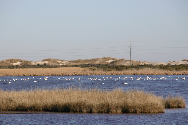 ../pictures/ducks_and_swas_Boddie_Island1.jpg