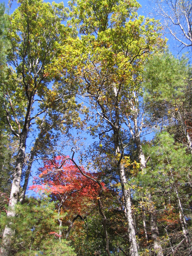../pictures/crades_cove11.jpg