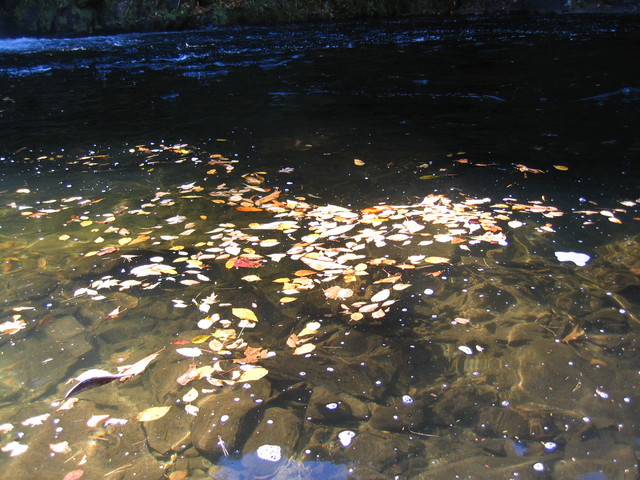 ../pictures/crades_cove24.jpg