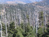 Clingmans_dome10.jpg