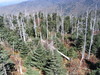 Clingmans_dome11.jpg
