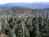 Clingmans_dome12.jpg