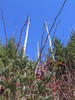 Clingmans_dome14.jpg