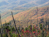 Clingmans_dome17.jpg