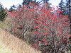 Clingmans_dome2.jpg