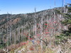 Clingmans_dome3.jpg