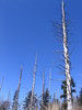 Clingmans_dome6.jpg