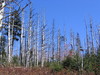 Clingmans_dome7.jpg