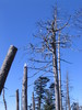 Clingmans_dome8.jpg