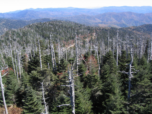 ../pictures/Clingmans_dome12.jpg