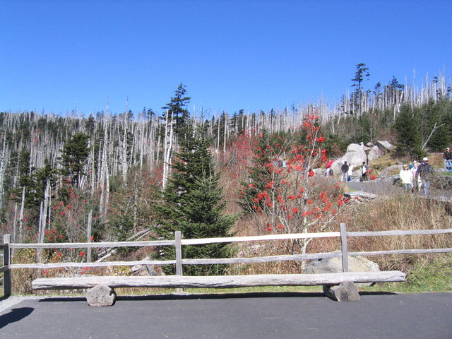 ../pictures/Clingmans_dome16.jpg