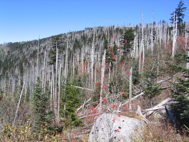 ../pictures/Clingmans_dome4.jpg
