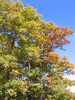 pretty_fall_colors12.jpg