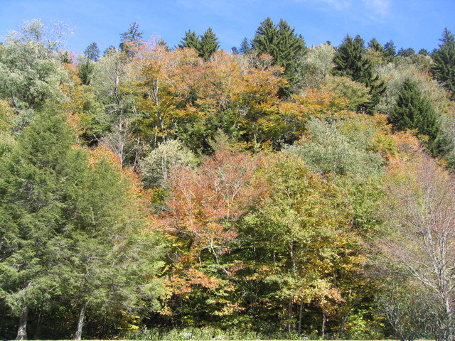 ../pictures/overlook_in_NC5.jpg