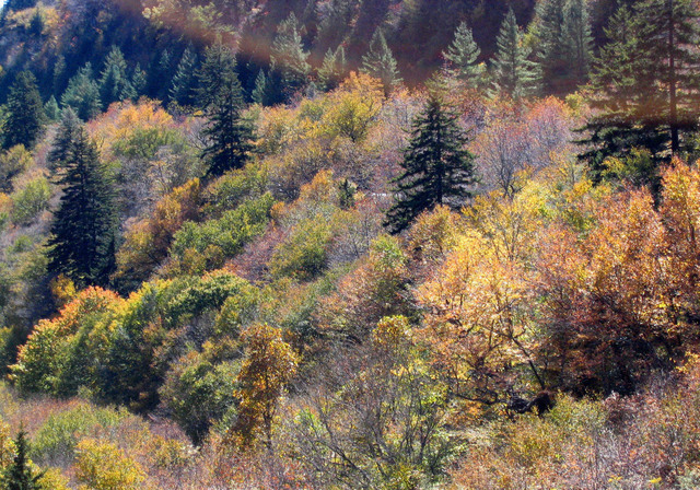 ../pictures/overlook_in_NC6.jpg