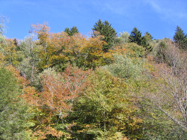 ../pictures/overlook_in_NC7.jpg