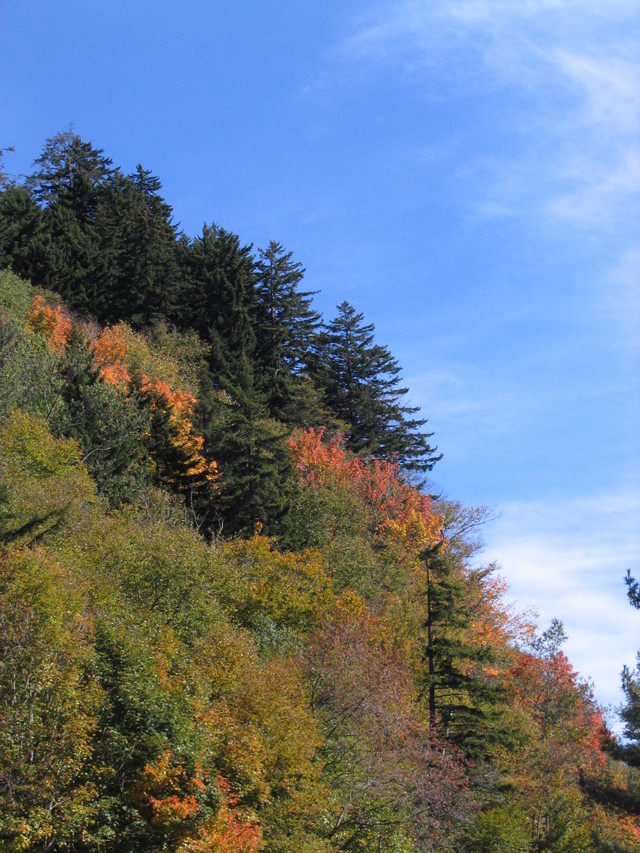 ../pictures/overlook_in_NC8.jpg