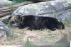 NC_zoo100.jpg