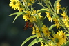 NC_zoo101.jpg
