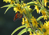 NC_zoo102.jpg