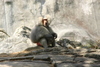 NC_zoo11.jpg