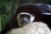 NC_zoo13.jpg