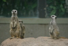 NC_zoo21.jpg