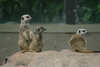NC_zoo22.jpg