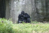 NC_zoo35.jpg