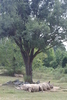 NC_zoo4.jpg