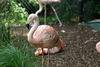 NC_zoo40.jpg